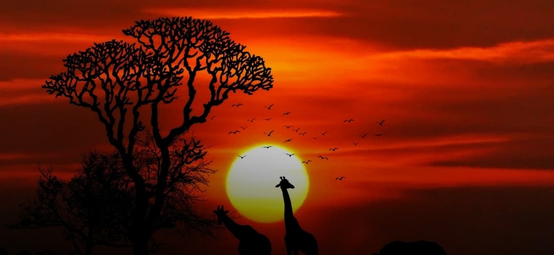 Flights to Africa