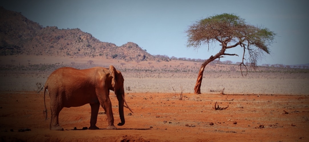 Flights to Kenya